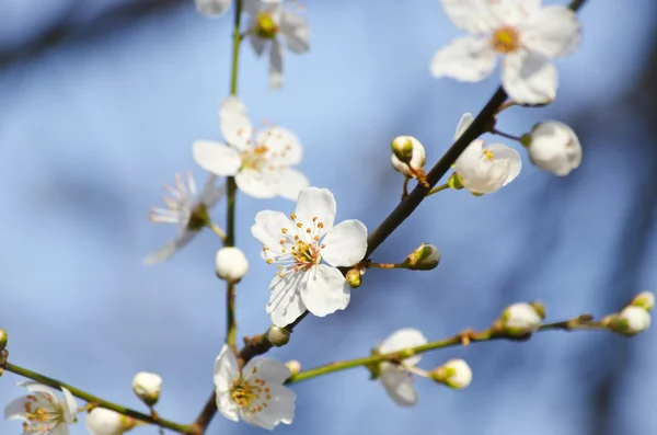 Spring Tree Blossom — Stock Photo, Image