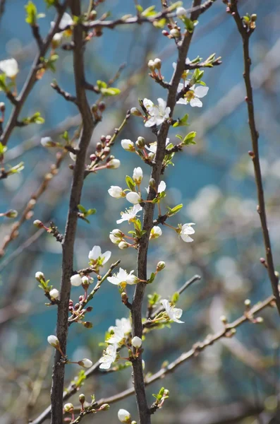 Våren blossom — Stockfoto