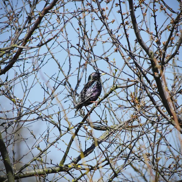 Starling — Stock Photo, Image