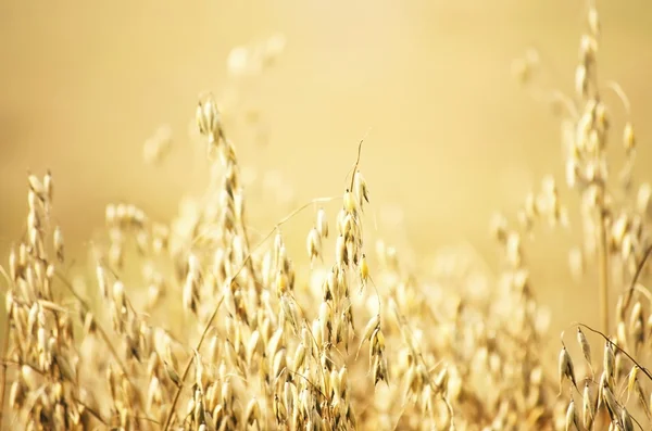 Campo di avena sfondo — Foto Stock