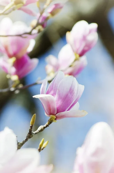 Magnolia — Stock Photo, Image