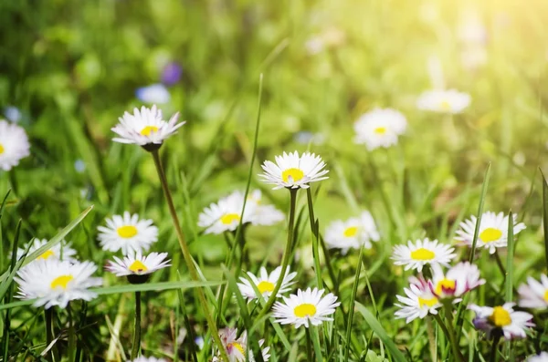 Gänseblümchen — Stockfoto