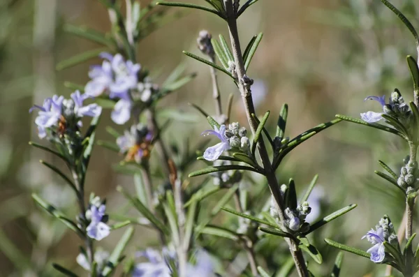 Thymianblüte — Stockfoto