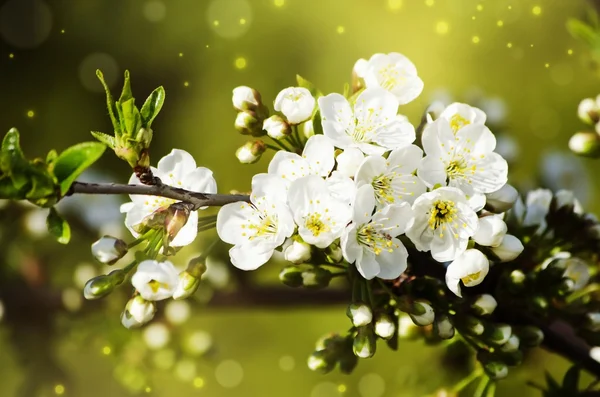 Spring Tree Blossom — Stock Photo, Image