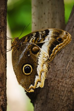 Kelebek Attacus atlas