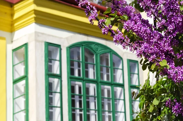 Ventana y árbol —  Fotos de Stock