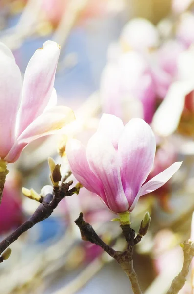 Magnolia — Stock Photo, Image