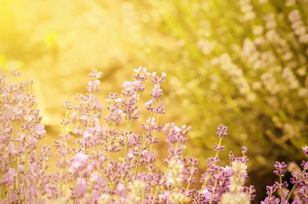 Lavendel — Stockfoto