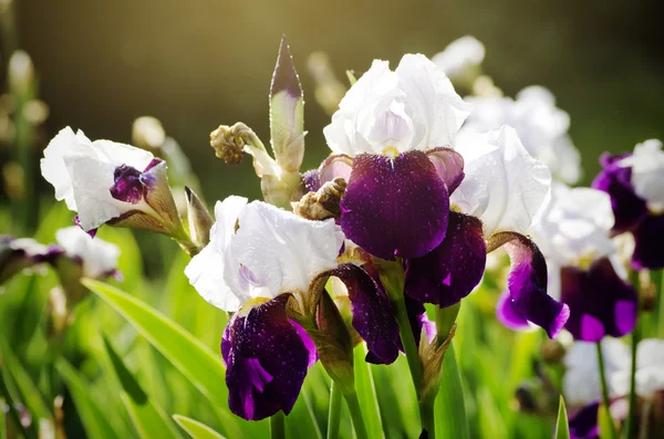 Iris bloem — Stockfoto