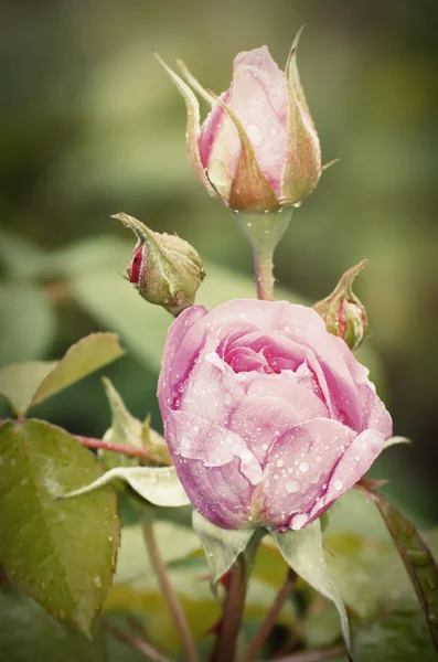 Rozenbloemen — Stockfoto