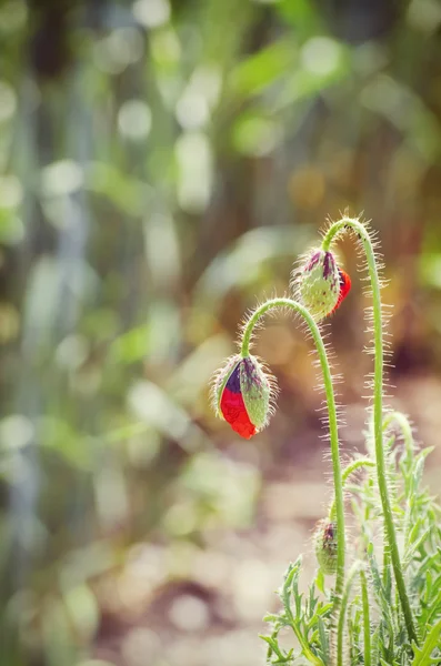 Mohn — Stockfoto