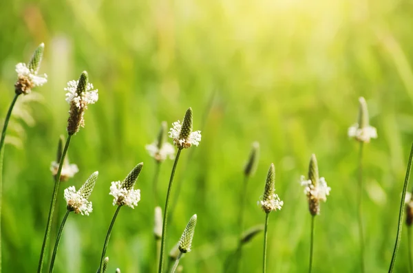 Groene weide — Stockfoto