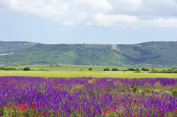 Salvia Landscape — Stock Photo, Image