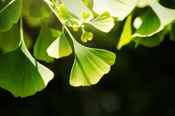 Ginkgo biloba — Stockfoto