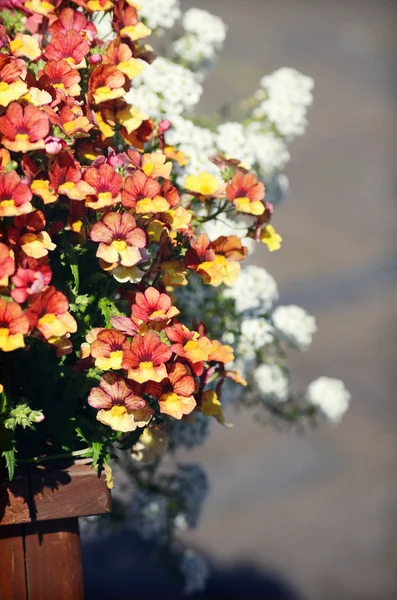 Flor —  Fotos de Stock