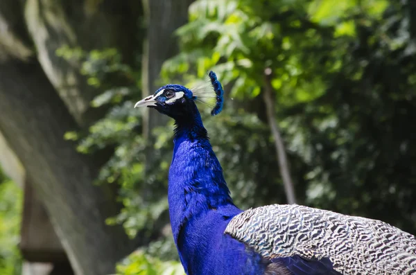 Peacock — Stock Photo, Image