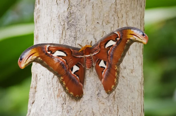 Butterfly Attacus atlas — Stockfoto