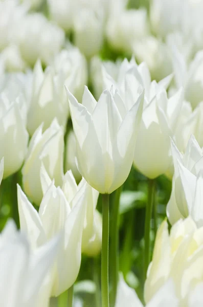 Fondo de flores — Foto de Stock