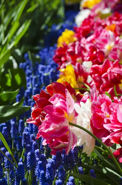 Flower Background — Stock Photo, Image