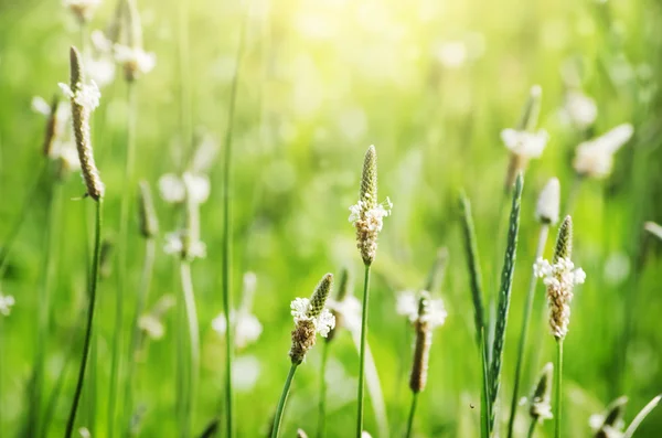 Groene weide — Stockfoto