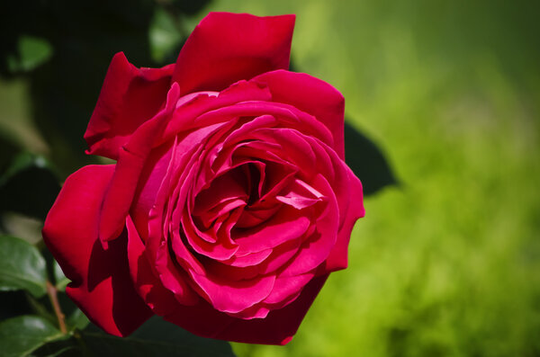 Single Red Rose Over Green Background