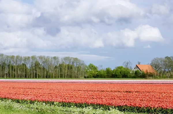 Tulp veld — Stockfoto