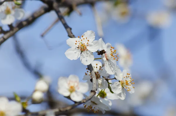Flor de árvore de primavera — Fotografia de Stock