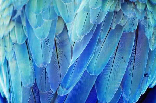 Fundo de penas azul-turquesa — Fotografia de Stock