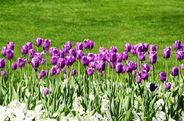 Tulpaner över gräs — Stockfoto