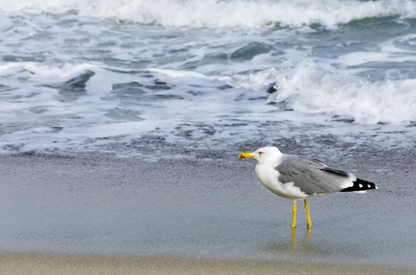 Möwe auf See — Stockfoto