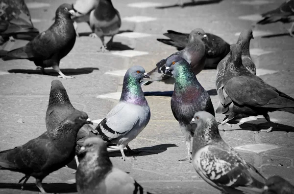 Pigeons Talking in City — Stock Photo, Image