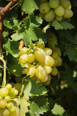 Fotoğraf Yeşil üzüm