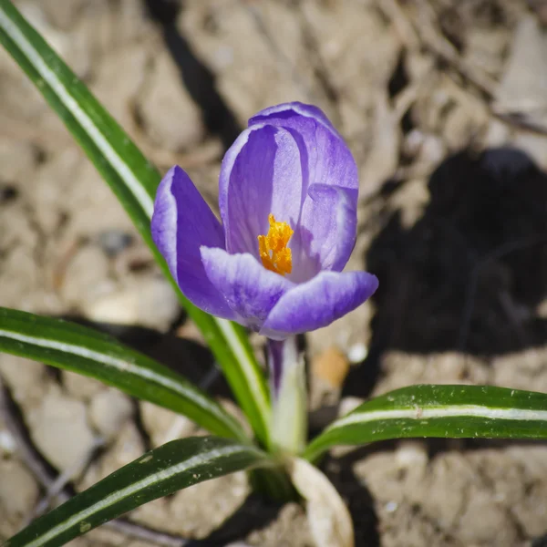 Spring Purple Crocus — Stock Photo, Image