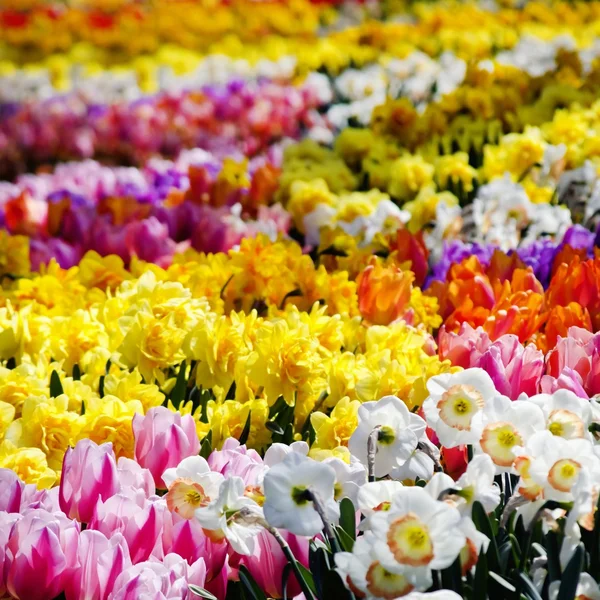 Tulip veelkleurige achtergrond — Stockfoto