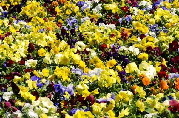 Blumen bunten hellen Hintergrund — Stockfoto