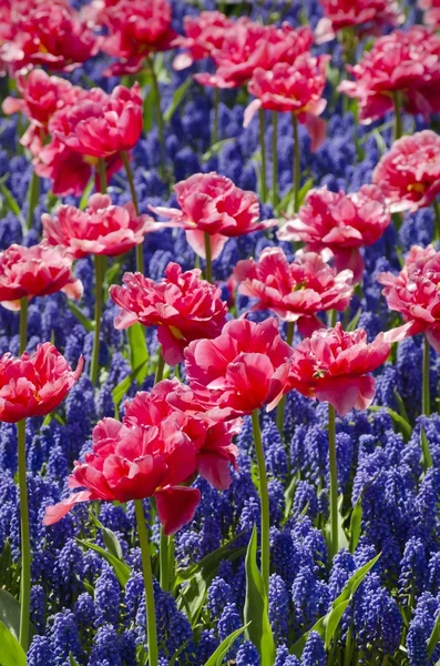 Muscari çiçek ve Lale arka plan — Stok fotoğraf