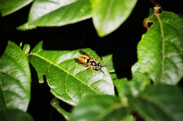 Abeja en la hoja verde —  Fotos de Stock