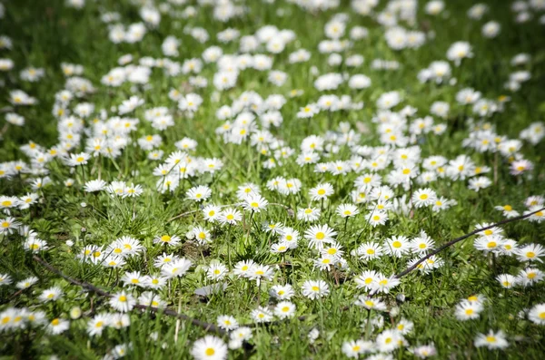 Marguerites blanches fond — Photo