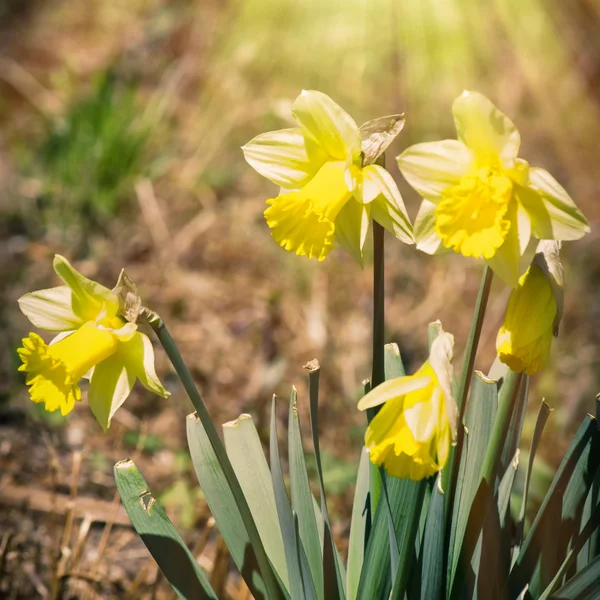 Квіти жовті Нарцис — стокове фото