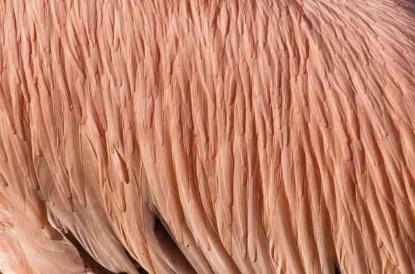 粉红色的羽毛背景 — 图库照片