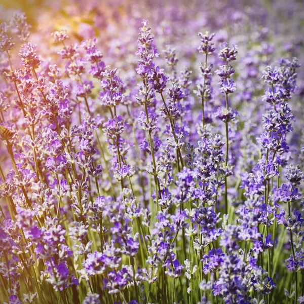 Lavendel Blossom veld — Stockfoto