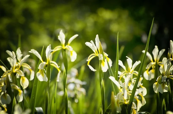 Iris Flower Blossom — Stock Photo, Image