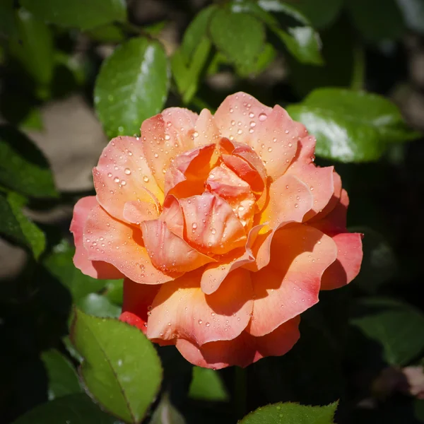 Einzelne rosa Rose — Stockfoto