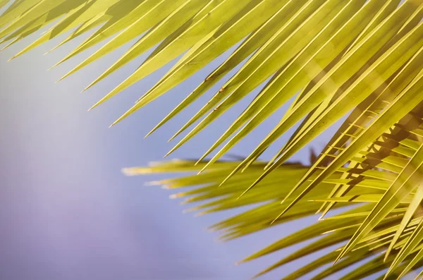 Palmblad over blauwe lucht — Stockfoto