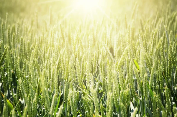 Pšeničné pole s sun — Stock fotografie