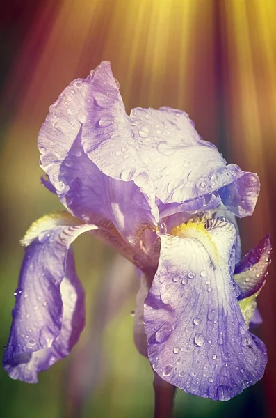 Iris Flower z Sun — Zdjęcie stockowe