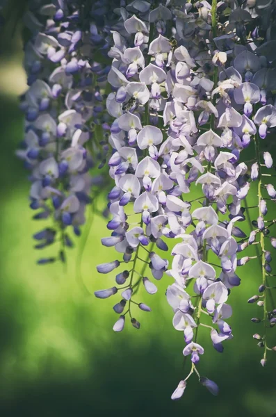 藤の花の花 — ストック写真