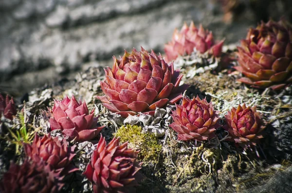 Autumn Stone Gardening — Stock Photo, Image