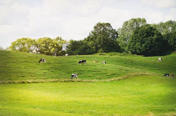 Boerderij groene weide — Stockfoto