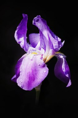 Bahar iris çiçeği